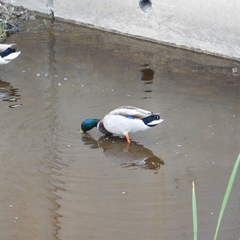 Anas platyrhynchos