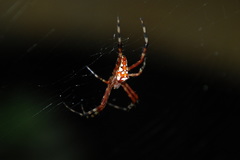 Argiope ocula