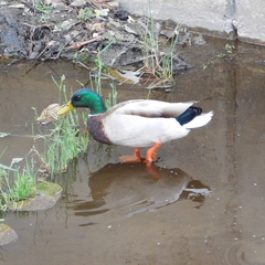 Anas platyrhynchos