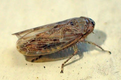 Euscelis variegatus
