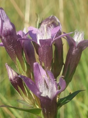 Gentianella aspera