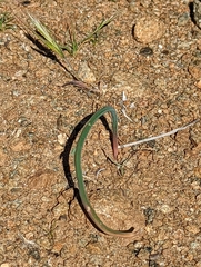 Calochortus kennedyi