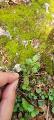 Ayenia euphrasiifolia