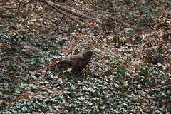 Buteo buteo