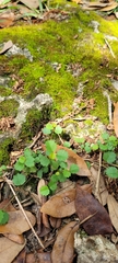 Ayenia euphrasiifolia