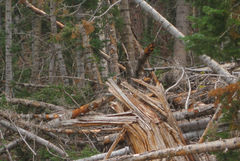 Callospermophilus lateralis certus