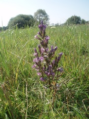 Gentianella aspera