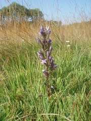 Gentianella aspera