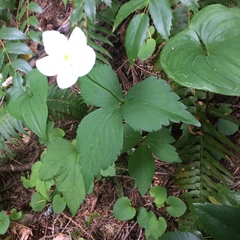 Anemonastrum deltoideum