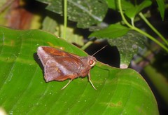 Talides sergestus