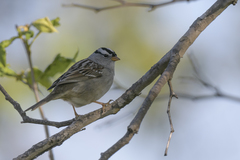 Zonotrichia leucophrys