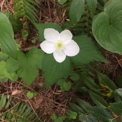 Anemonastrum deltoideum