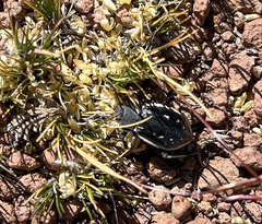 Pilobalia