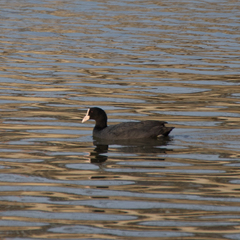 Fulica atra