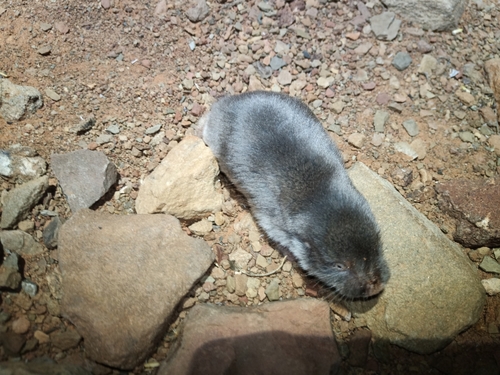 コツメデバネズミ