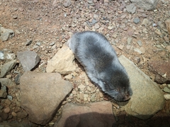 Cryptomys hottentotus