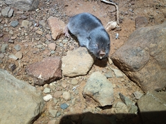 Cryptomys hottentotus