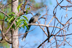 Phaenicophaeus viridirostris