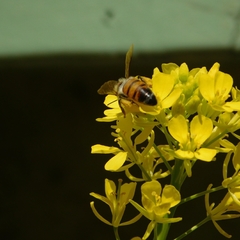 Apis mellifera