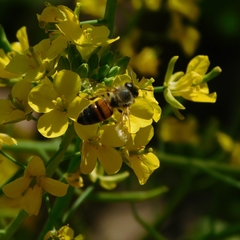 Apis mellifera