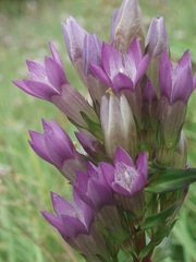 Gentianella praecox
