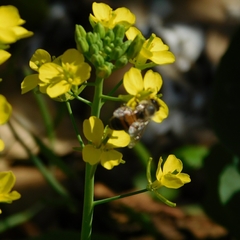 Apis mellifera