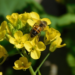 Apis mellifera