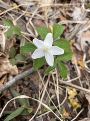 Anemonoides lancifolia