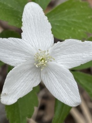 Anemonoides lancifolia
