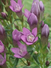Gentianella praecox