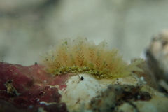 Polybranchia samanthae