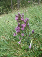 Gentianella praecox