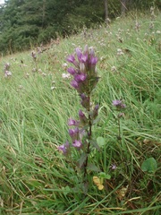 Gentianella praecox
