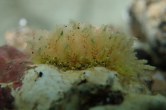 Polybranchia samanthae