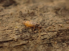 Pogonognathellus flavescens