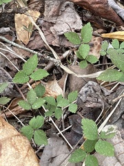 Anemonoides lancifolia