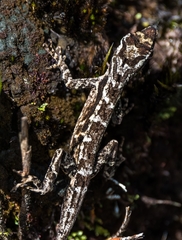 Anolis lemurinus