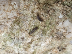 Ctenolepisma ciliatum