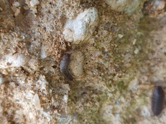 Ctenolepisma ciliatum