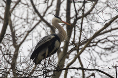 Ardea cinerea