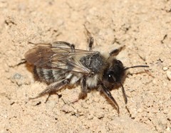 Andrena nycthemera