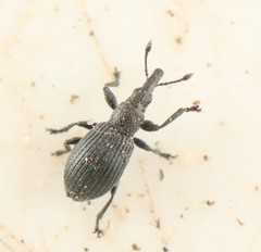 Aizobius sedi