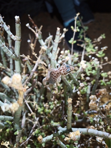 Weber's Thick-toed Gecko, Pachydactylus weberi
