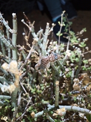 Pachydactylus weberi