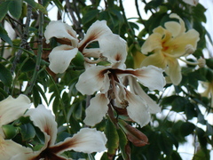 Ceiba insignis