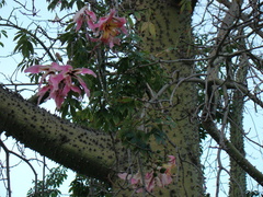 Ceiba speciosa