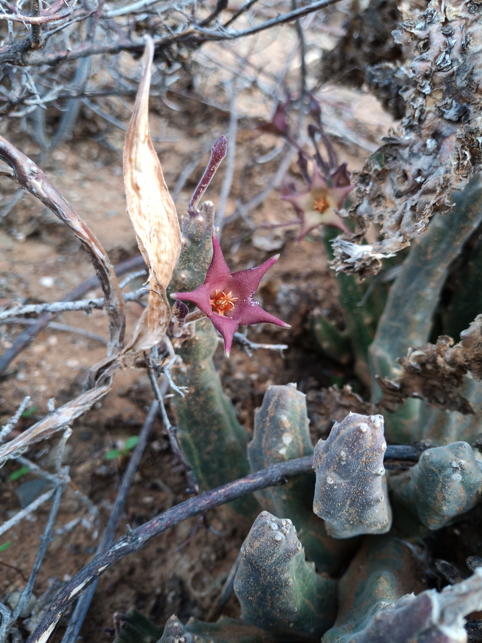 Stapelia surrecta
