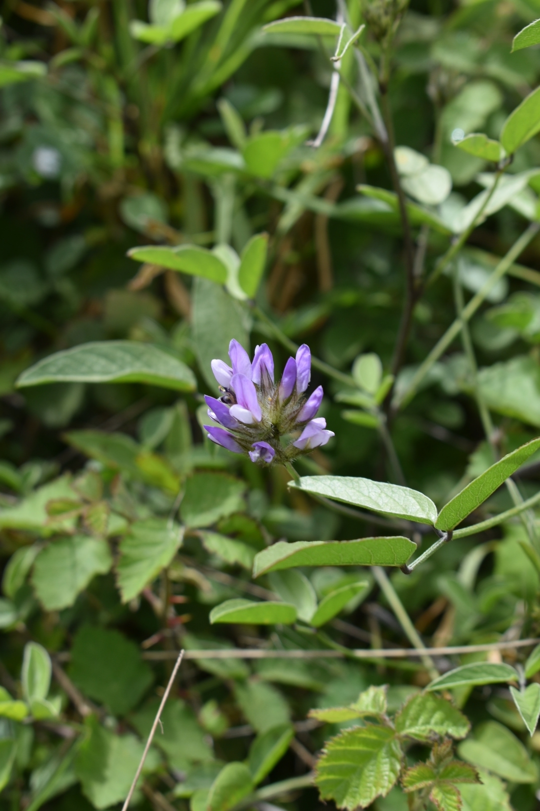 Bituminaria
