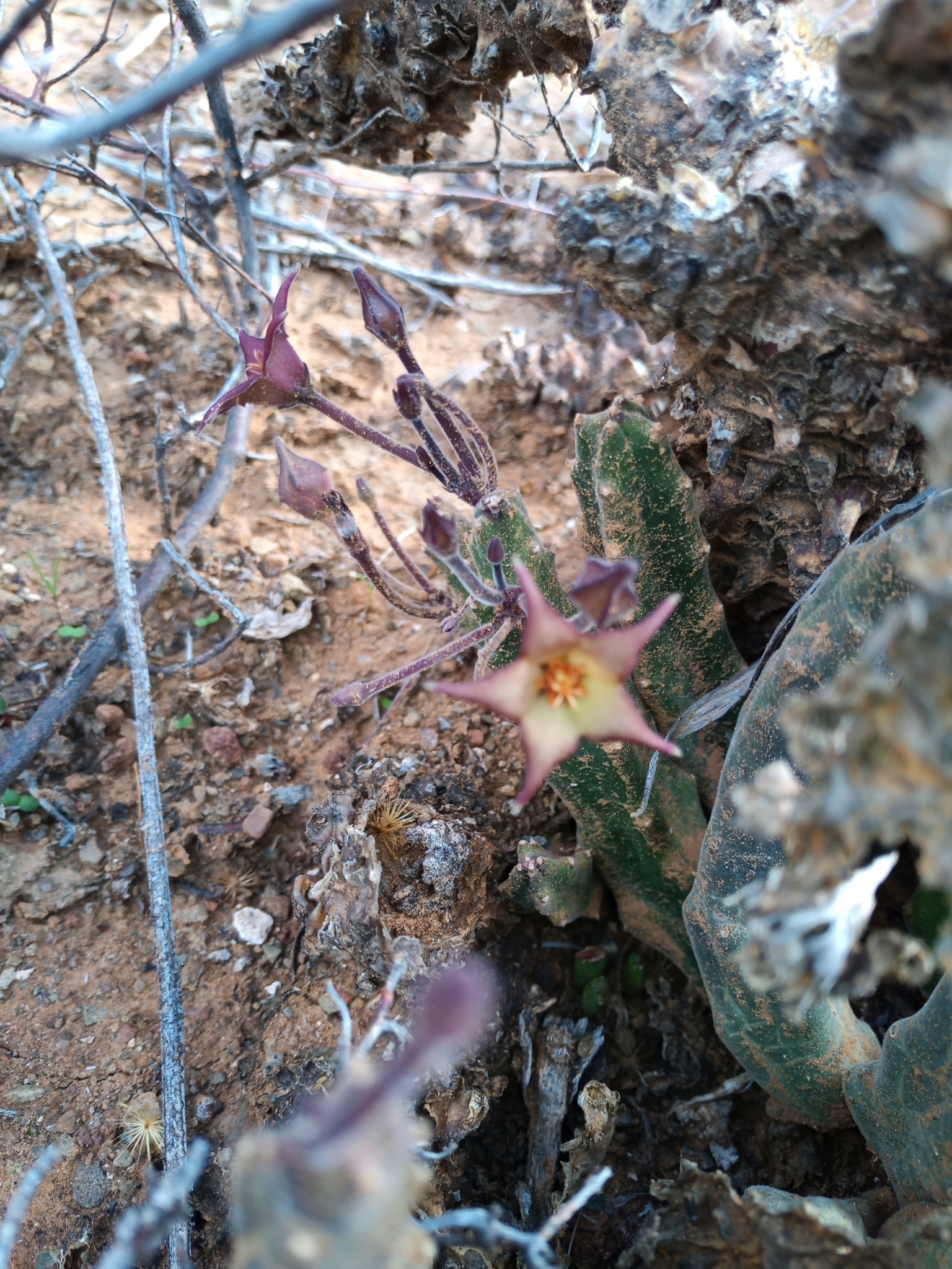 Stapelia surrecta 2