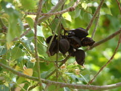 Brachychiton populneus